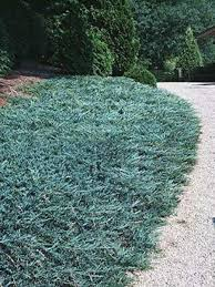 [6618] JUNIPERUS HORIZ. BLUE CHIP (Persistant, 20/50)