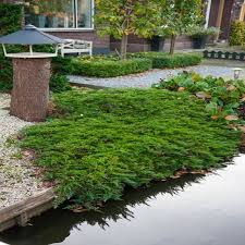 [6624] JUNIPERUS HORIZ. PRINCE OF WALES (Persistant, 20/50)