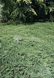 JUNIPERUS HORIZ. WILTONII (H. GLAUCA)
