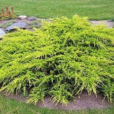 JUNIPERUS MEDIA GOLD COAST