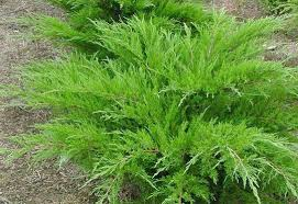 [6637] JUNIPERUS MEDIA MINT JULEP (Persistant, 100/150)