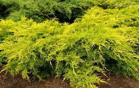 JUNIPERUS MEDIA OLD GOLD