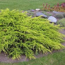 [6643] JUNIPERUS MEDIA PFITZ. AUREA (Persistant, 100/150)