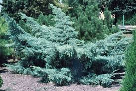 JUNIPERUS MEDIA PFITZ. GLAUCA