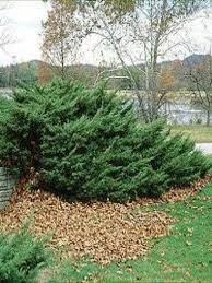 [6653] JUNIPERUS MEDIA PFITZERIANA (Persistant, 100/150)