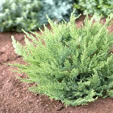 [6660] JUNIPERUS SAB. TAMARICIFOLIA - QUART TIGE (Persistant, 100/150)