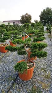 [6659] JUNIPERUS SAB. TAMARICIFOLIA - DEMI TIGE (Persistant, 100/150)