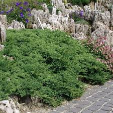 JUNIPERUS SAB. TAMARICIFOLIA