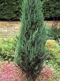 JUNIPERUS VIRG. SKYROCKET