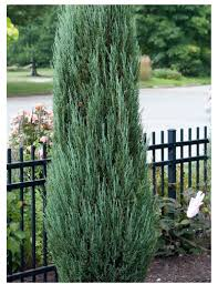 JUNIPERUS VIRGINIANA BLUE ARROW