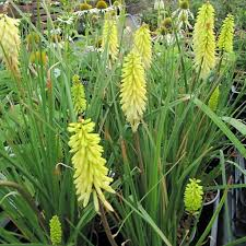 KNIPHOFIA HYBRIDE
