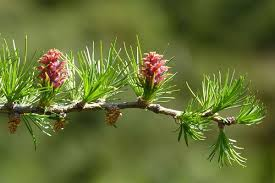 LARIX DECIDUA