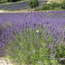[6949] LAVANDULA OFFICINALIS (LAVANDE OFFICINALE) GDT (GDT)