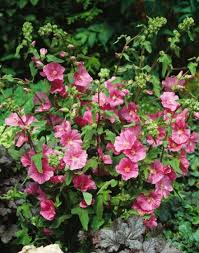 LAVATERA BREDON SPRINGS