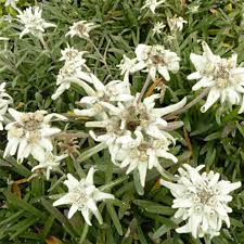 [6964] LEONTOPODIUM ALPINUM BLANC (Persistant, 0/20)