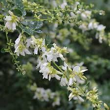 [6991] LESPEDEZA THUNBERGII ALBA (Caduc, 150/200)