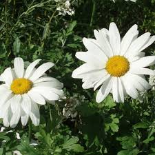 LEUCANTHEMUM MAXIMUM