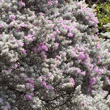 LEUCHOPHYLLUM FRUTICANS