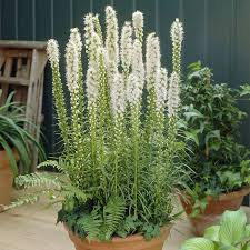 [7026] LIATRIS SPICATA (Caduc, 50/100)
