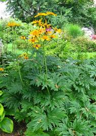 [7037] LIGULARIA JAPONICA (Caduc, 150/200)