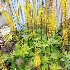 [7039] LIGULARIA PRZEWALSKII ÉPIS JAUNE (Caduc, 150/200)