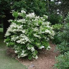 [7095] LIGUSTRUM JAPONICUM TEXANUM
