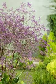 [7231] LIMONIUM LATIFOLIUM (Persistant, 50/100)