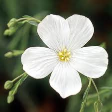 LINUM PERENNE
