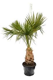 LIVISTONYA DECIPIENS - TRONC
