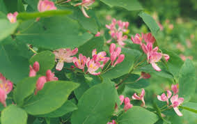 [7430] LONICERA TARTARICA (Caduc, 3 à 5 m)