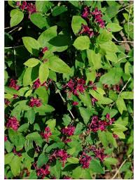 LONICERA TARTARICA HACK'S RED