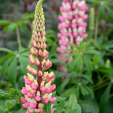 [7474] LUPINUS DERUSSEL (Caduc, 100/150)