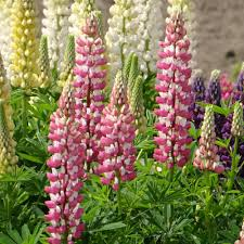 [7476] LUPINUS MINARETTE COLORIS VARIÉS (Caduc, 50/100)