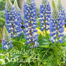 [7478] LUPINUS NANUS (Caduc, 50/100)