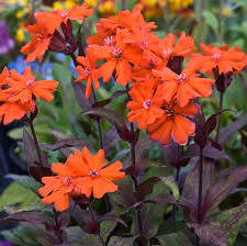 LYCHNIS ARKWRIGHTII