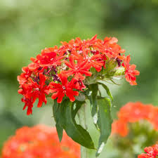 LYCHNIS CHALCEDONICA ROUGE VIF