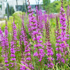 LYTHRUM VIRGATUM DROPMORE PURPLE