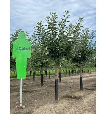 [7806] MALUS DOMESTICA (POMMIER) - DEMI TIGE (Caduc, 3 à 5 m)