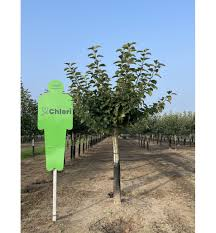 [7823] MALUS DOMESTICA (POMMIER) DEMI TIGE (Caduc, 3 à 5 m)