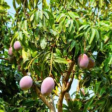 MANGIFERA INDICA - DEMI TIGE