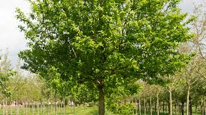 [7931] MESPILUS GERMANICA DEMI TIGE 6-8 (POT 10L)