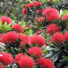 METROSIDEROS EXCELSA (M. TOMENTOSA)