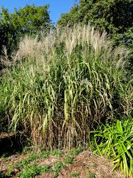 [7965] MISCANTHUS FLORIDULUS