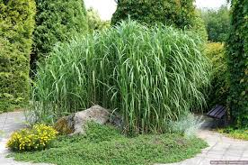 [7968] MISCANTHUS GIGANTEUS (Caduc, 3 à 5 m)