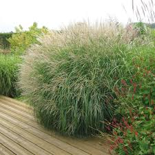MISCANTHUS SINENSIS