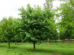 MORUS ALBA