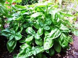 [8250] OCIMUM BASILICUM (Caduc, 50/100)