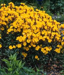 OENOTHERA FRUTICOSA SONNENWEND  (JAUNE)