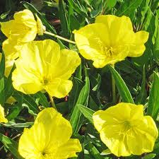 [8258] OENOTHERA MISSOURIENSIS  (JAUNE) (Caduc, 0/20)