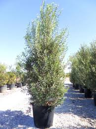 [8357] OLEA FRANGIVENTO (CIPRESSINO) - PALISSEE (Persistant, 3 à 5 m)